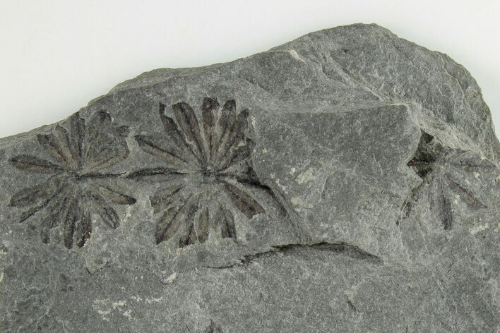 3.4" Pennsylvanian Fossil Horsetail (Annularia) Plate - Kentucky
